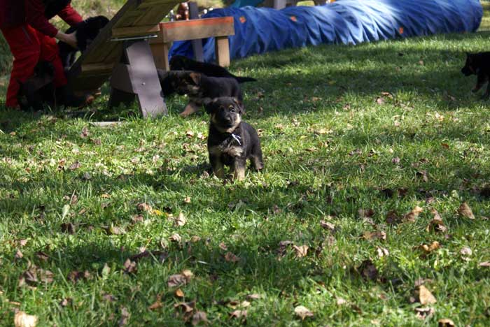 Chiot Blanc berger allemand 11 octobre 2010