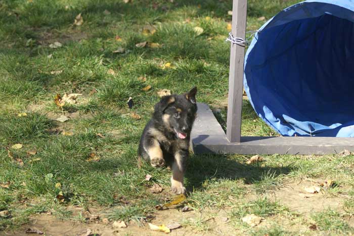 Chiot berger Allemand  blanc 16 et 17 Octobre 2010