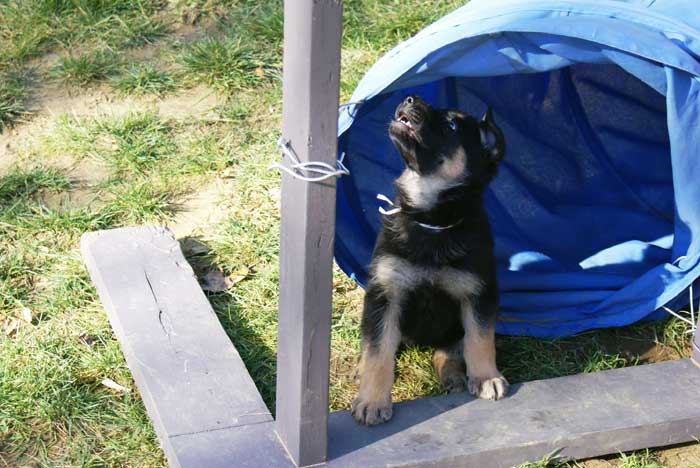 Chiot berger Allemand  blanc 16 et 17 Octobre 2010