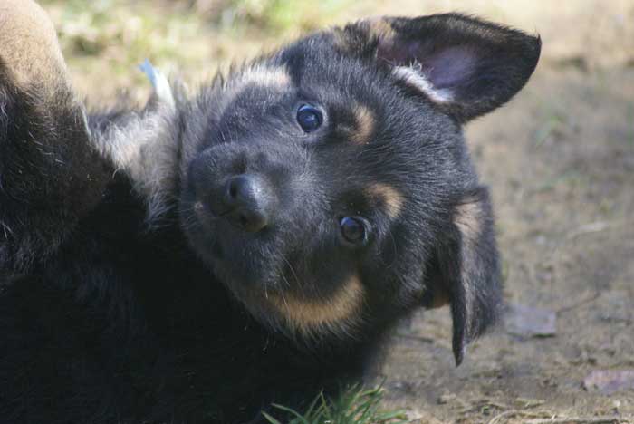 Chiot berger Allemand  bleu clair 16 et 17 Octobre 2010