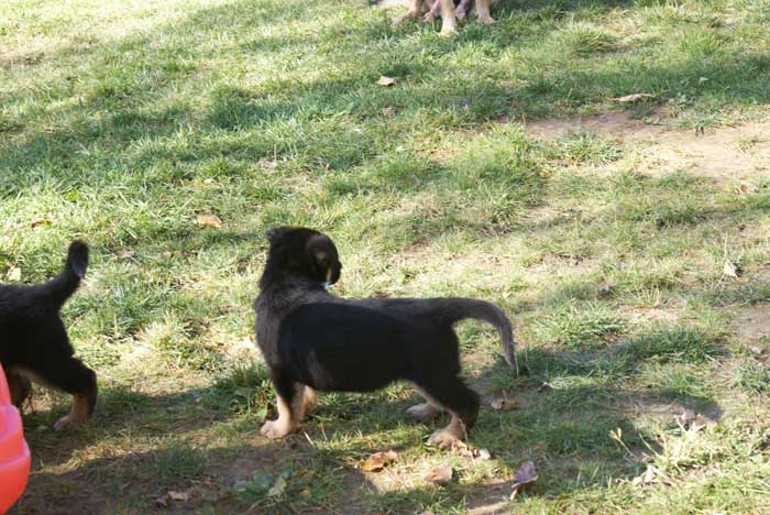 Chiot berger Allemand  bleu clair 16 et 17 Octobre 2010