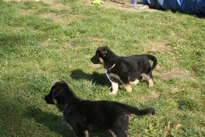 Chiot berger allemand Blanc