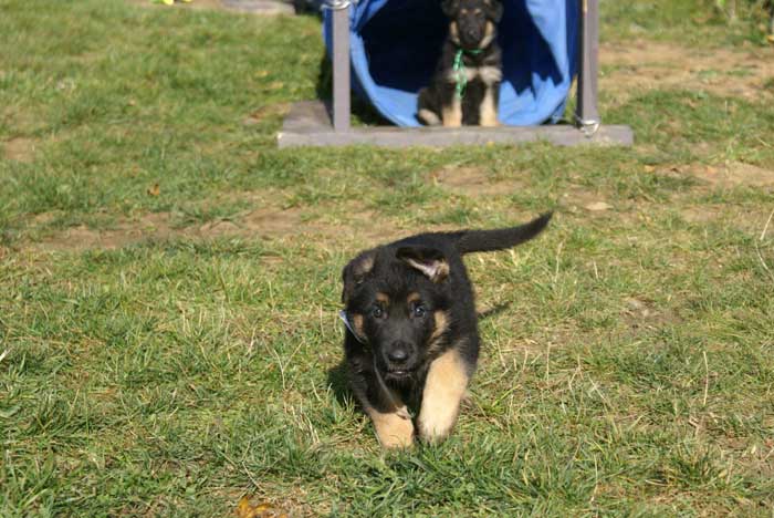 Chiot berger allemand Blanc