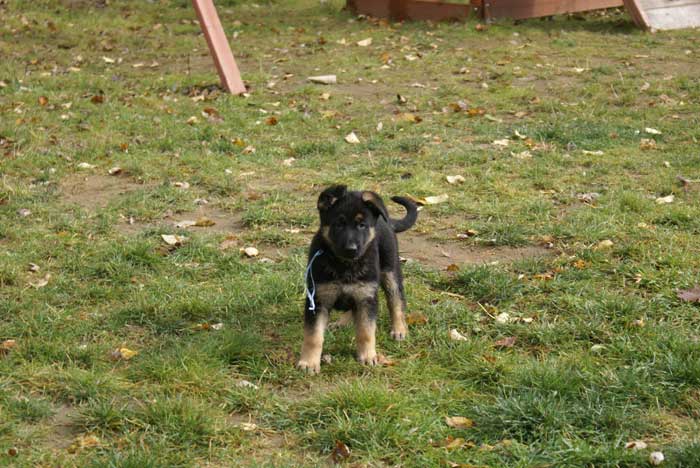 Chiot berger Allemand bleu clair 22 et 23 Octobre 2010