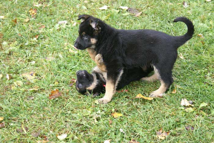 Chiot berger Allemand Rouge 22 et 23 Octobre 2010