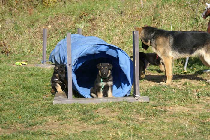 Chiot berger Allemand Vert 22 et 23 Octobre 2010