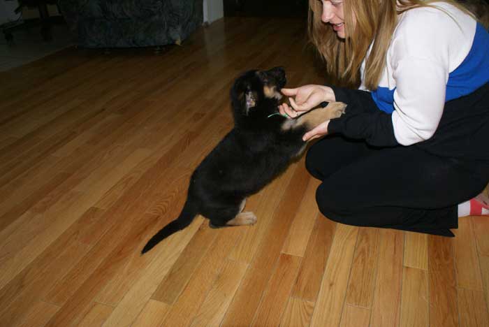 Chiot berger Allemand Vert 22 et 23 Octobre 2010