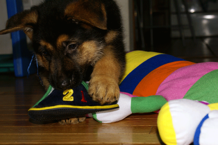 Chiots 29 Oct 2010 - Berger Allemand de GRande Lignée