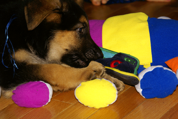 Chiots 29 Oct 2010 - Berger Allemand de GRande Lignée