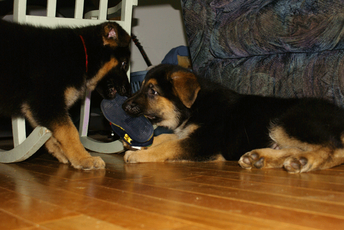 Chiots 29 Oct 2010 - Berger Allemand de GRande Lignée