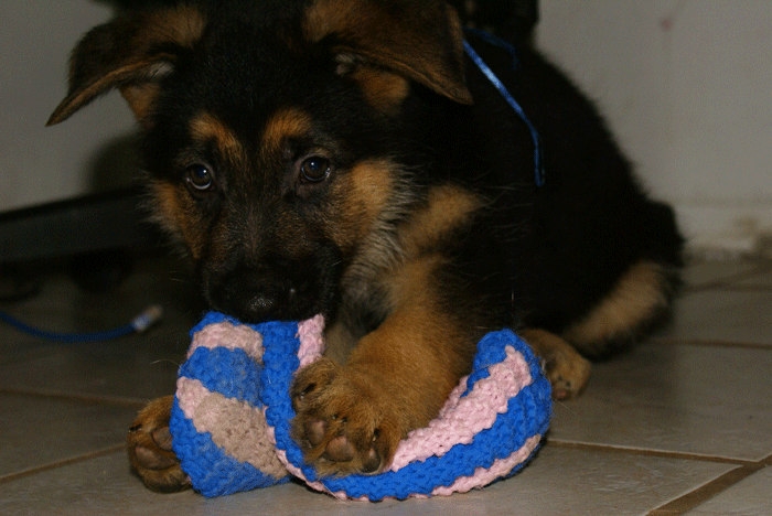 Chiots 29 Oct 2010 - Berger Allemand de GRande Lignée