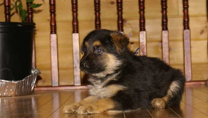 Chiot berger allemand - German shepherd