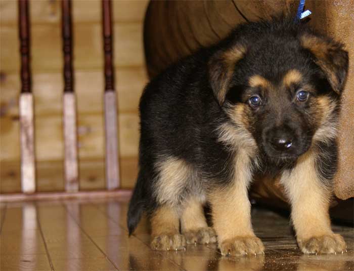 Chiot berger allemand - German shepherd