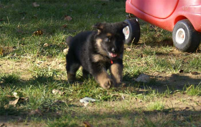 Chiots berger Allemand - German Shepherd