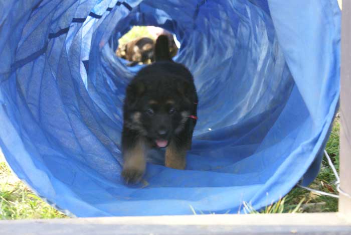 Chiots berger Allemand - German Shepherd