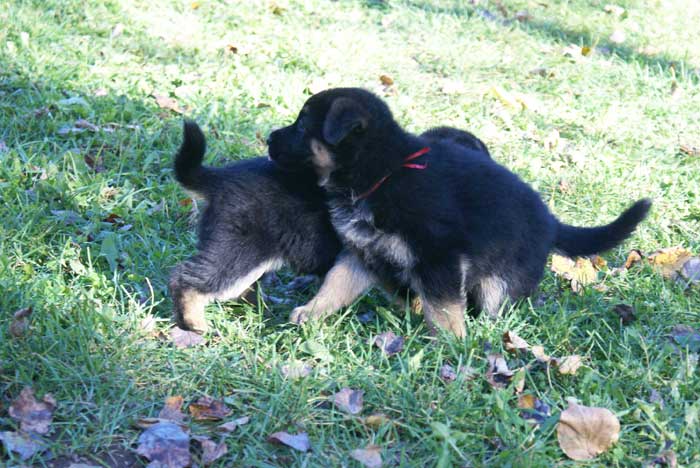 Chiots berger Allemand - German Shepherd