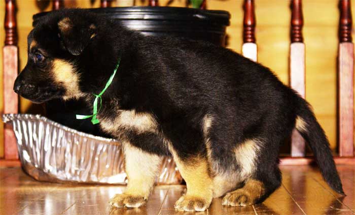 Chiot Berger allemand - German Shepherd