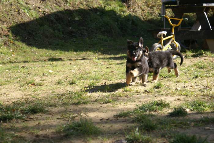 Chiots Berger Allemand - Eleveur de passion de lignées de Champion 