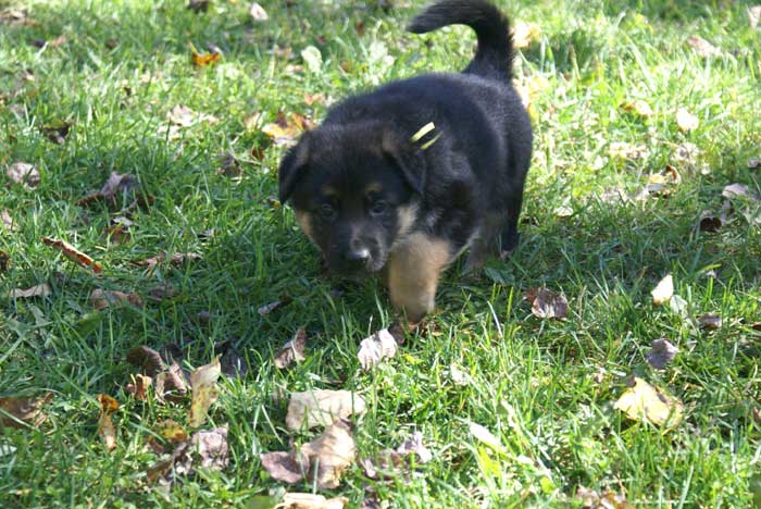 Chiot Jaune berger allemand 11 octobre 2010