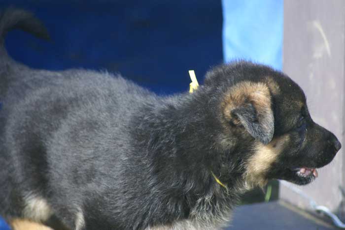 Chiot berger Allemand  jaune 16 et 17 Octobre 2010