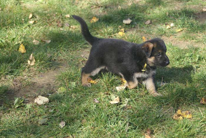 Chiot berger Allemand  jaune 16 et 17 Octobre 2010