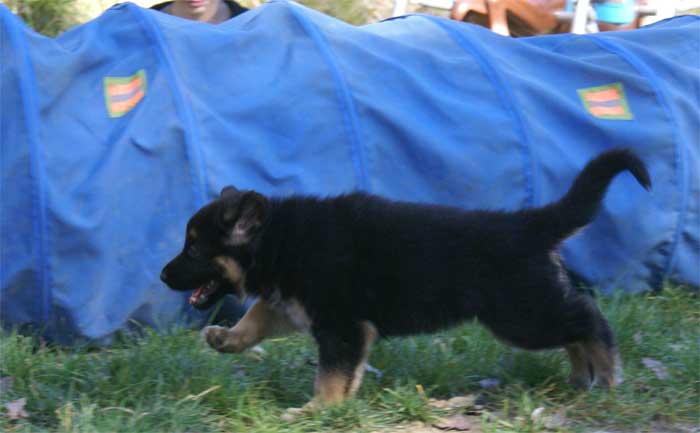 Chiot Rouge berger allemand 11 octobre 2010