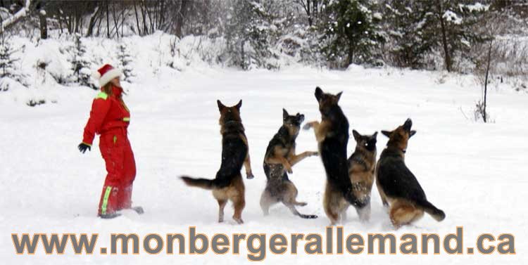 Nos BergerAllemand dans la neige Décembre 2010 - German Shepherd quebec canada