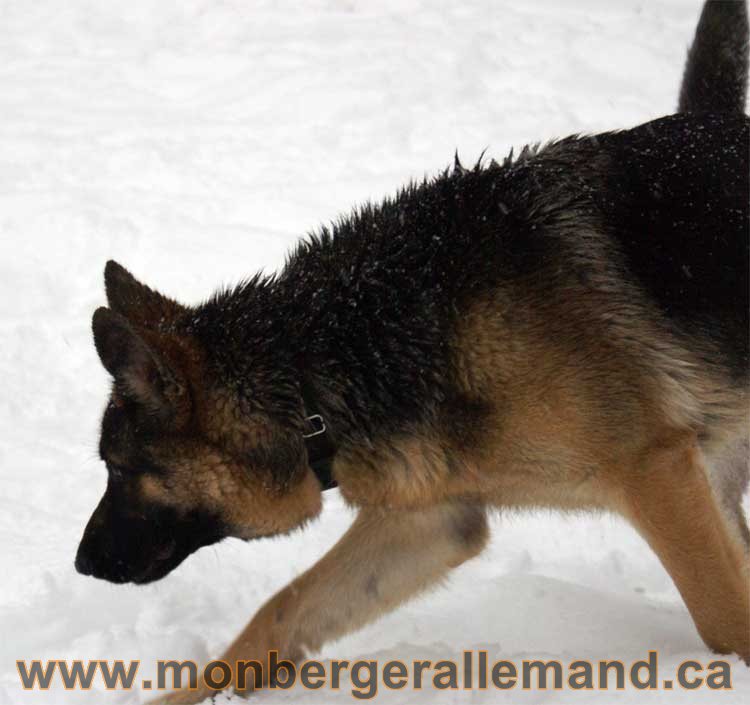 Roxy - Les chiens dans la neige - Nos Berger allemand - Quebec montreal gatineau ottawa german Shepherd