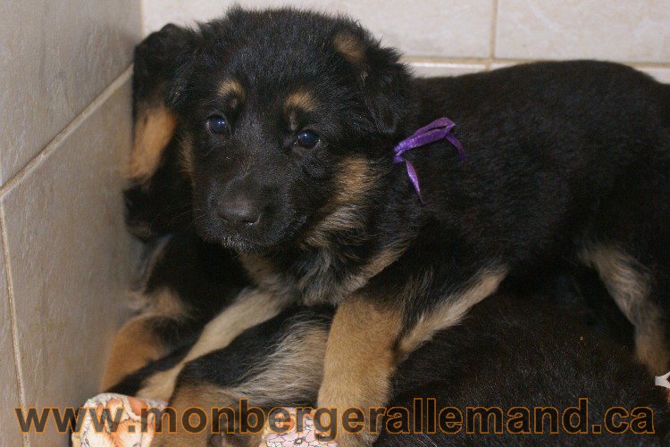 Chiots berger allemand - Lady 4 Juin 2011