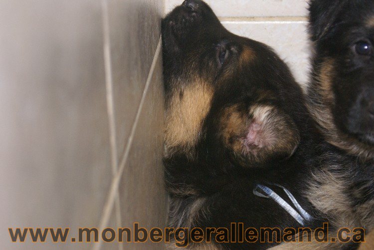 Chiots berger allemand - Lady 4 Juin 2011