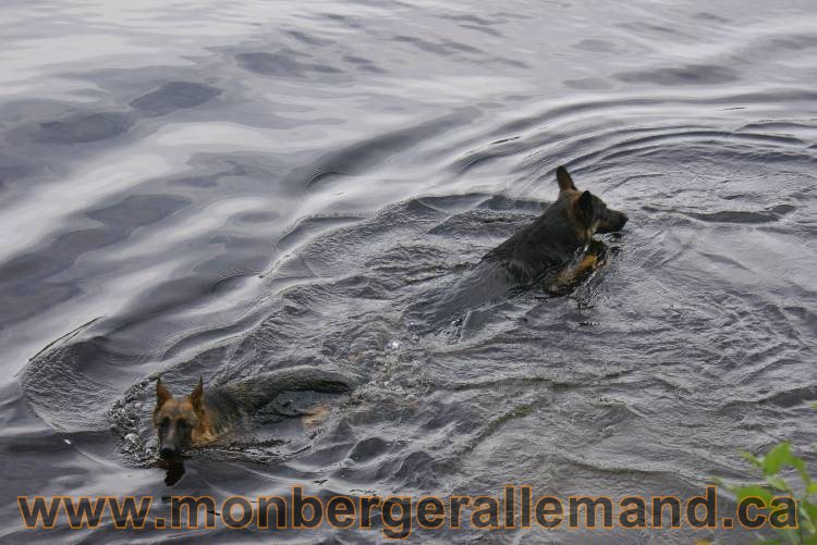 Lady - Chiots berger allemand a Lady