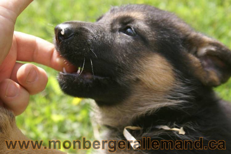 Lady - Chiots berger allemand a Lady