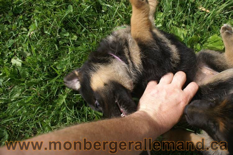 Lady - Chiots berger allemand a Lady