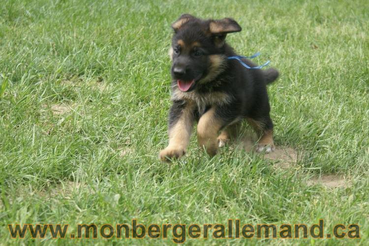 Lady - Chiots berger allemand a Lady