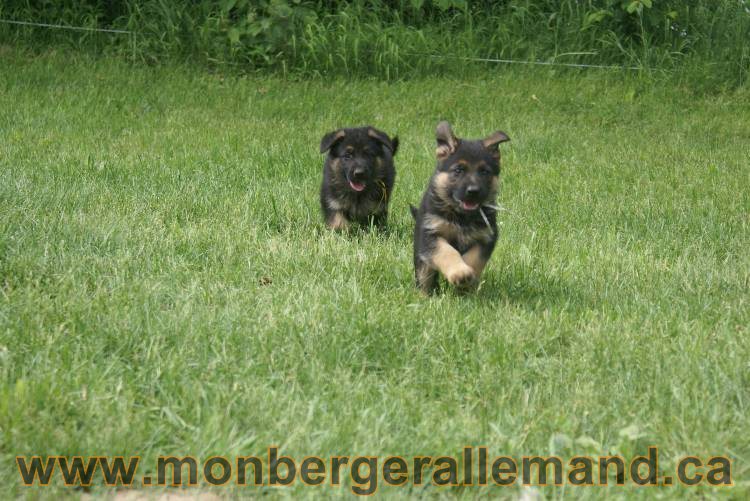 Lady - Chiots berger allemand a Lady