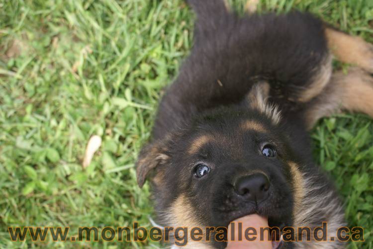 Lady - Chiots berger allemand a Lady