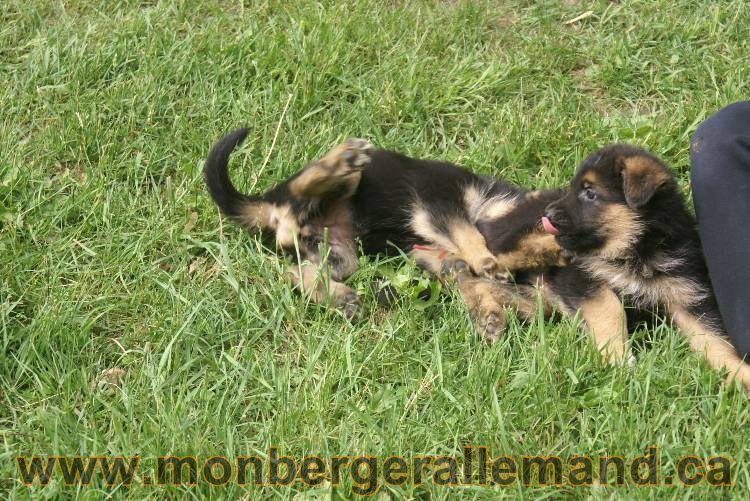 Lady - Chiots berger allemand a Lady