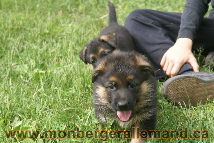 Lady - Chiots berger allemand a Lady