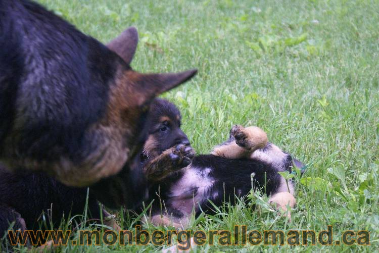 Chiots Lady 13 juin 2011 - Berger Allemand de grande lignée