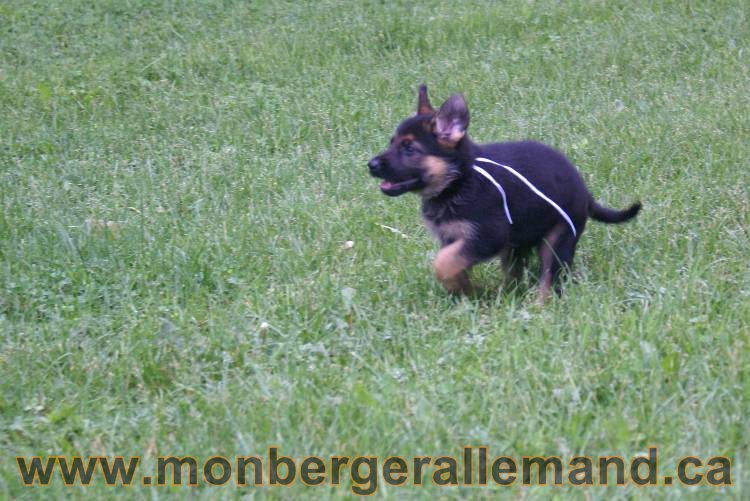 Chiots Lady 13 juin 2011 - Berger Allemand de grande lignée