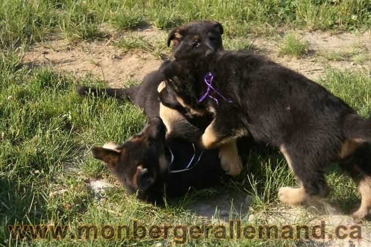 17 juin 2011 - Berger Allemand de grande LIgnée