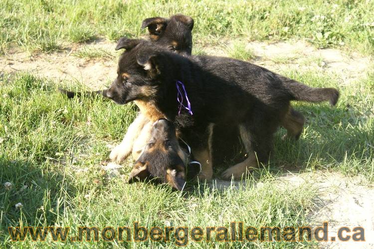 17 juin 2011 - Berger Allemand de grande LIgnée