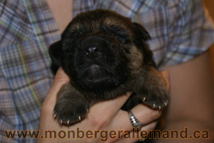 17 juin 2011 - Berger Allemand de grande LIgnée