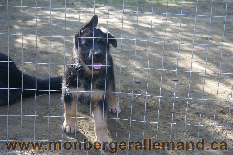 Berger allemand - Juillet 2011