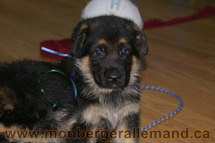 Bleu - Male Berger allemand