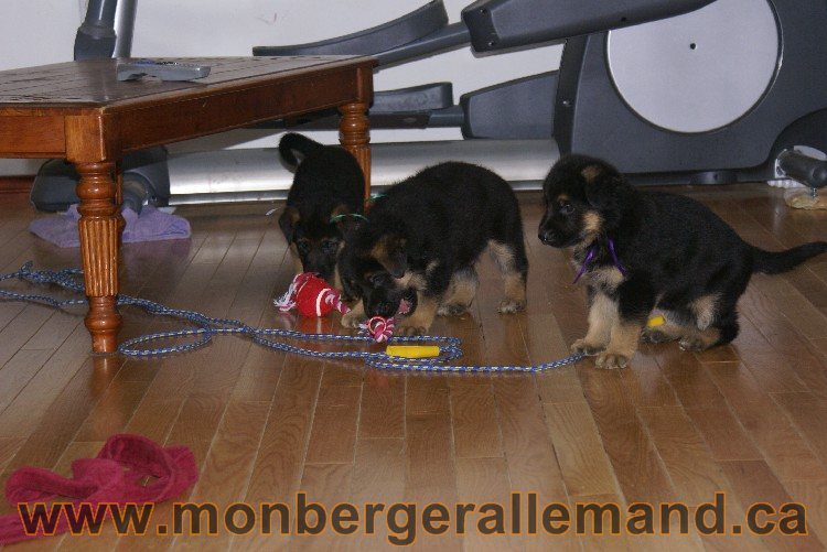 Vert - Male Berger allemand