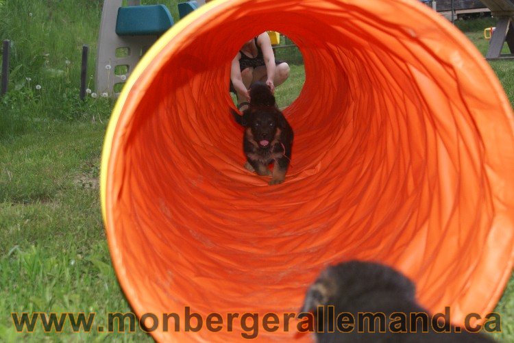 Chiots Berger allemand a Lady 8 Juin 2011