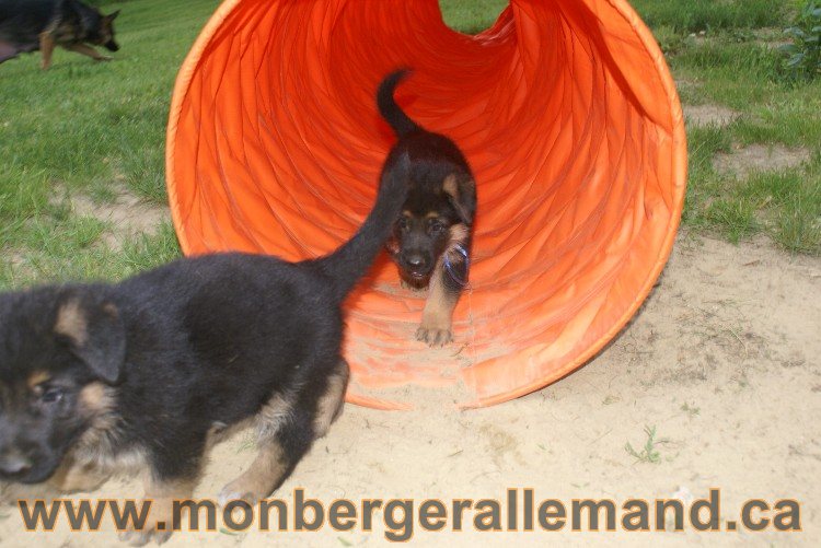 Chiots Berger allemand a Lady 8 Juin 2011