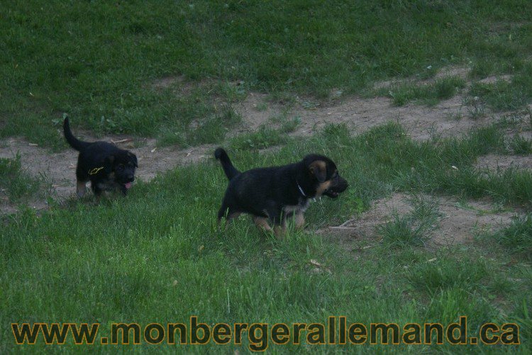 Chiots Berger allemand a Lady 8 Juin 2011