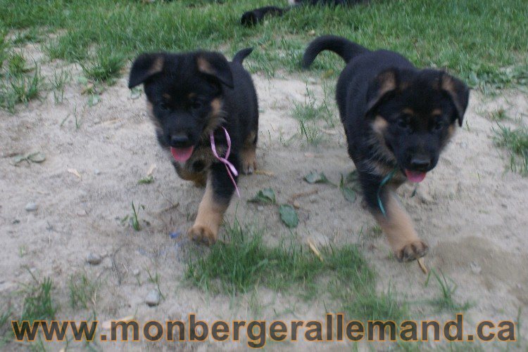 Chiots Berger allemand a Lady 8 Juin 2011